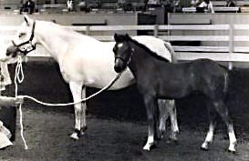 Lithgow Houdini posing in-hand next to his dam showing his full near-side profile
